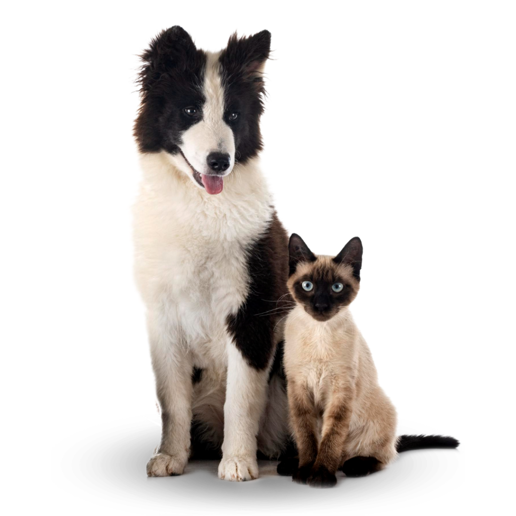plan-preventivo-veterinario-perros-gatos Plan Preventivo Veterinario