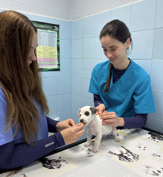 Clinica Veterinaria en Cobeña Guadalajara
