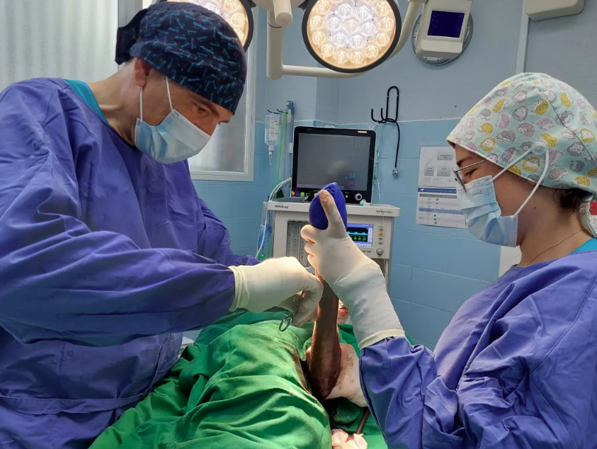 Traumatologia Veterinaria Guadalajara