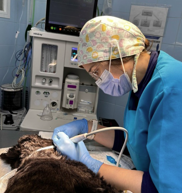 Odontologia Veterinaria Guadalajara